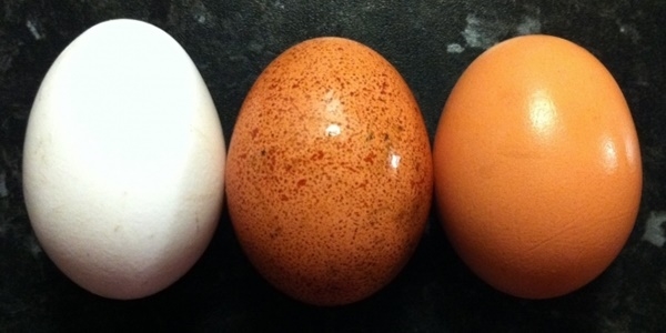 Hangi renkte yumurta daha salkl?