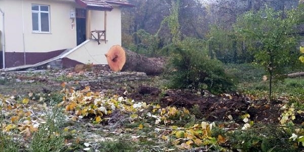 Orman işletme şefliği bahçesindeki çınar ağaçları kesildi