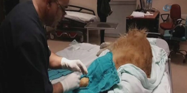 'Köpeğe hastanede ameliyat' haberine soruşturma