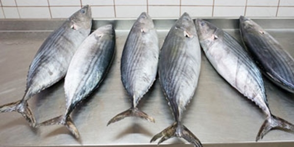 Palamut azl��� lakerda sevenleri de etkiledi