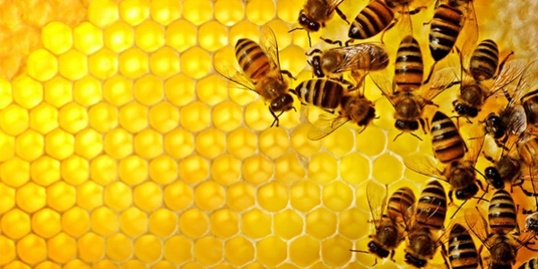 Vücut direncinizi 'propolis' ile artırın