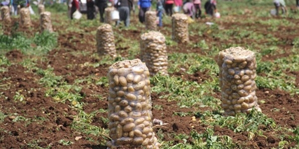 Patates 5 liradan 1 liraya kadar düştü