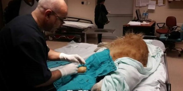 K�pe�in ya�am�na son veren doktor hakk�nda su� duyurusu