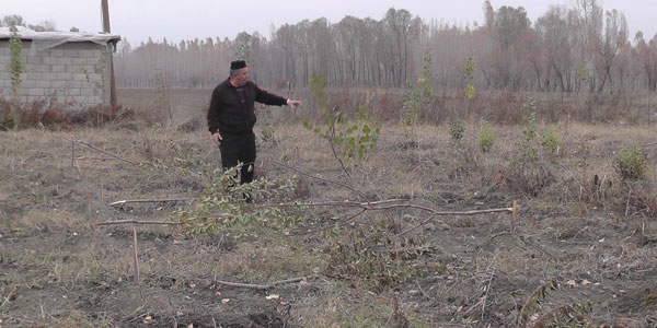 750 fidan� bir gecede kestiler!