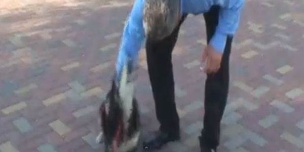 Belediye ba�kan� sevdi�i k�pe�in sald�r�s�na u�rad� / Video