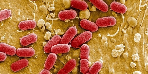 Antibiyotiklere direnli 'sper bakteri geni' bulundu