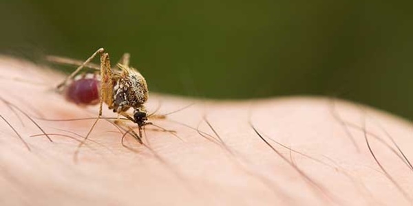 Mutasyona uratlan sivrisinekler stmaya direniyor