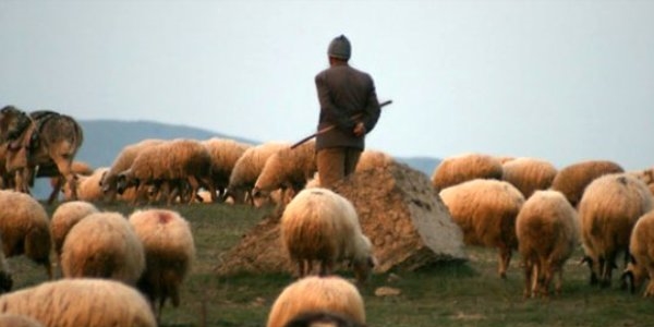 Çobanların kavgası kanlı bitti