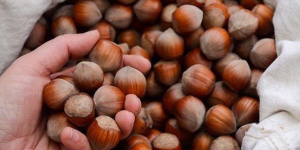 F�nd�k ihracat��lar� yapt�r�mlardan endi�elenmiyor