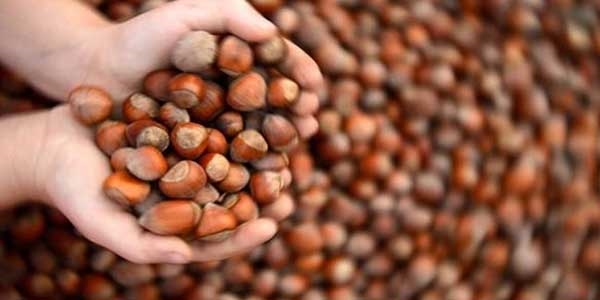 F�nd�k �reticileri �okta