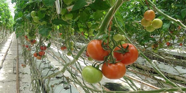 Ruslar bu domatesi yemek zorunda