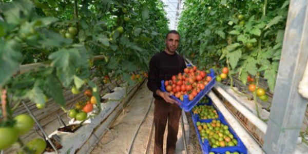 Seracılar pazar kaygısı taşımıyor