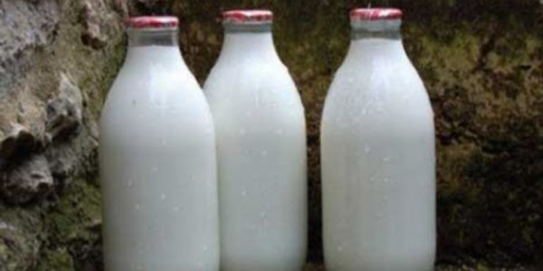 Çiğ süt market raflarına çıkıyor