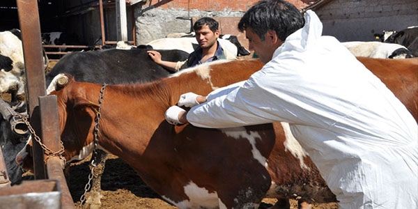 Şap hastalığı nedeniyle Aksaray karantinaya alındı