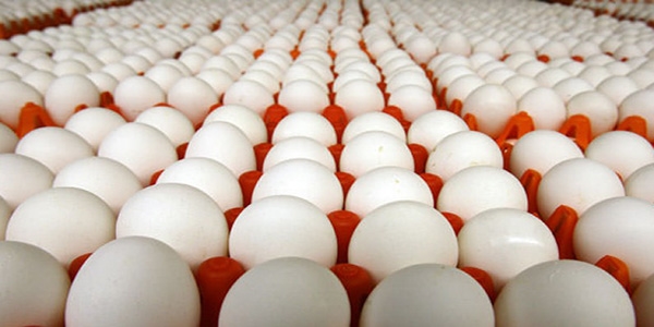 Trkiye'de yumurta retimi ekimde 1,4 milyar adede ykseldi