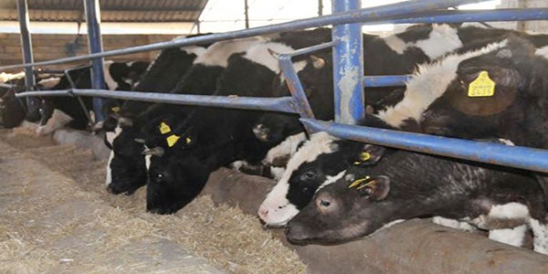 Ette '�ap' tehdidi Besiciyi iflas�n noktas�na getirdi