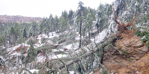 Şiddetli fırtınalar Ardahan'da 15 bin ağaca zarar verdi