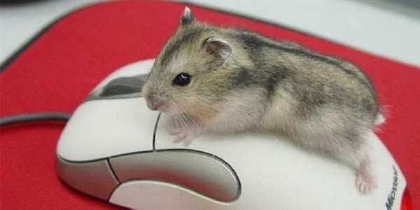 Akıllı internet siteleri geliyor!