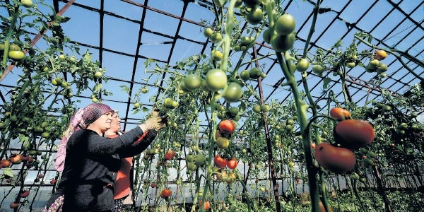 Rus krizine sera a��s�