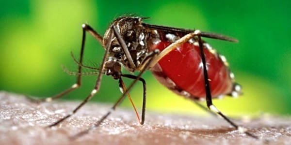 Sağlık Bakanlığı zika virüsü hakkında uyarılarda bulundu