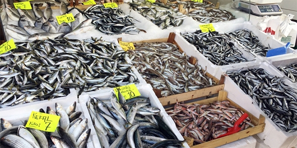 Hamsinin kilosu 15 TL'ye yükseldi
