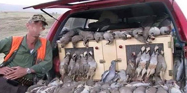 Kaçak avcıları sosyal medyadaki görüntüleri ele verdi