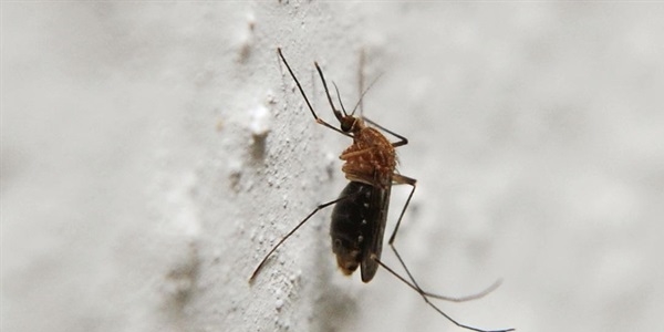 Sağlık Bakanlığından 'zika virüsü' açıklaması