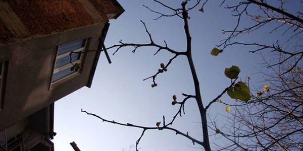 76 y��l�k dut a�ac� k�� mevsiminde meyve verdi