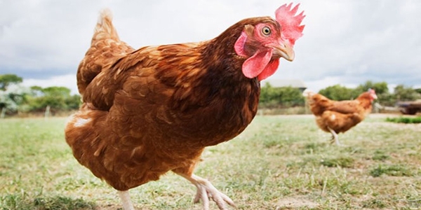 Vatandaş hindi ve kırmızı et yerine tavuk tercih ediyor