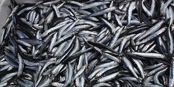 Hamsinin kilosu 15 liraya y�kseldi