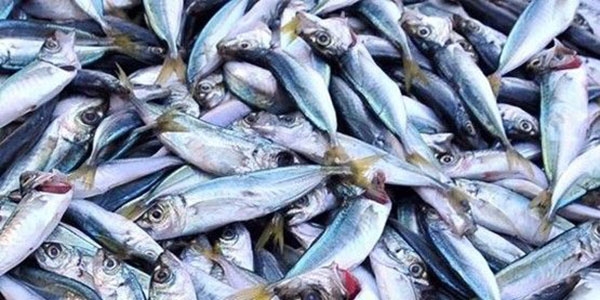 Balık fiyatları geçen haftaya göre iki kat arttı