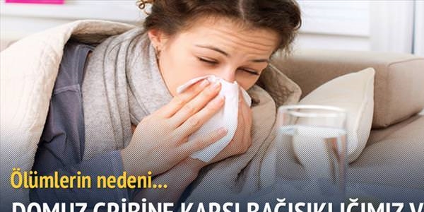Domuz gribi değil panik patlak verdi