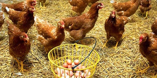 Tavuk yumurtasnda yzde 2,5 azalma grld