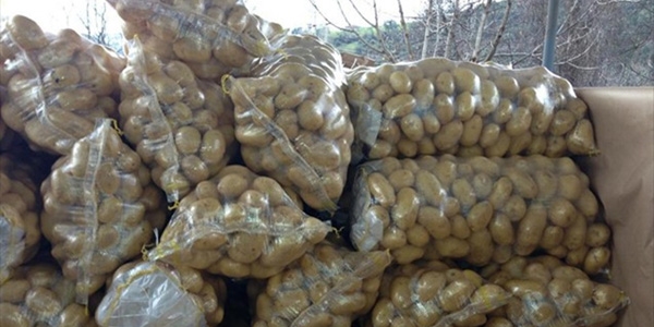 Habur'un a��lmas� patates �reticisini sevindirdi