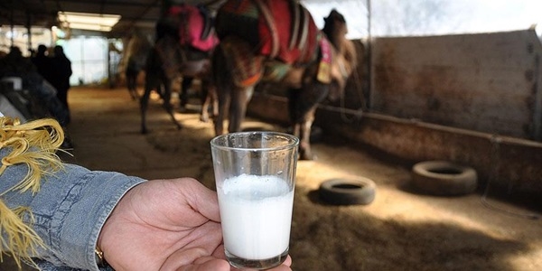 Litresi 50 lira olan deve s�t� yok sat�yor