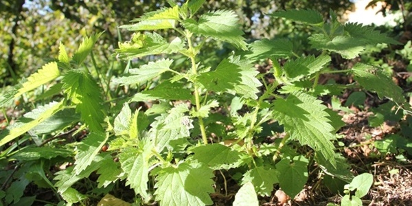 Sigaray� temizleyen besinler