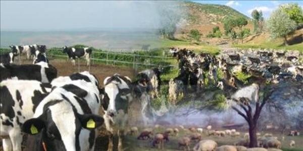 Yemde yapılan kdv indirimi hayvan besicilerini sevindirmedi
