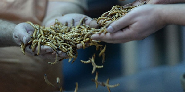 Un kurduna yo�un talep!