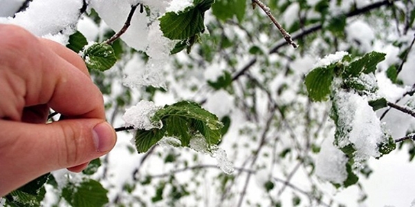 Meteorolojiden 'zirai don' uyarısı
