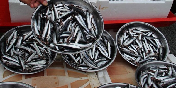 Bal�k fiyatlar� y�zde 150 zamland�