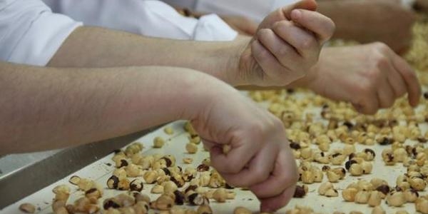 Fındık üreticisinin gözü TMO'da