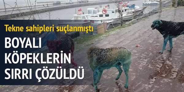 Boyalı köpeklerin sırrı çözüldü