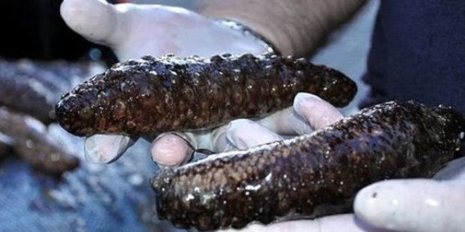 900 kilogram deniz patlıcanı kaçakçıların elinden kurtarıldı