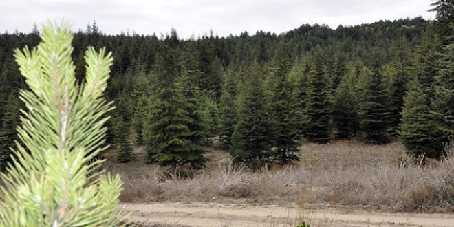 Orman su�lar� son 13 y�lda y�zde 70 azald�