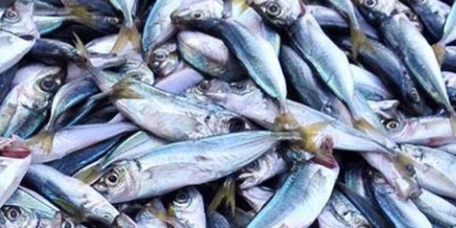 Bal�k fiyatlar� alt�nla yar���yor