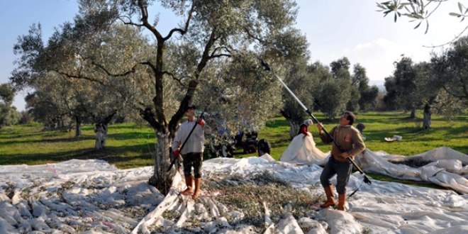 'Zeytinyağı ucuzlamayacak'