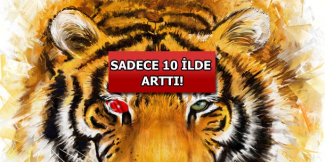 Anadolu Kaplanları yaralandı
