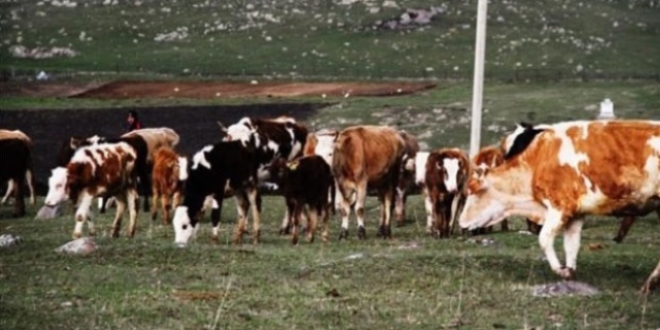 Hayvansal �retim istatistikleri