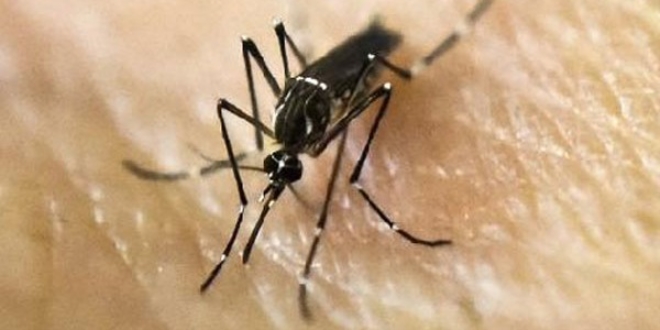Tükürük ve idrarda da aktif Zika virüsü bulundu