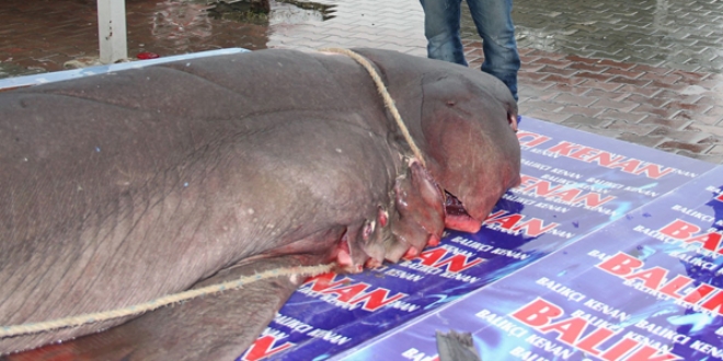 K�pek bal���, kanser hastalar�na �ifa olacak